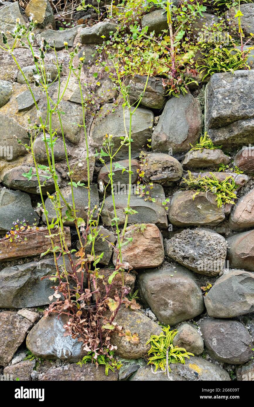 Ferns and wildflowers growing in Old Stables stone wall Stock Photo