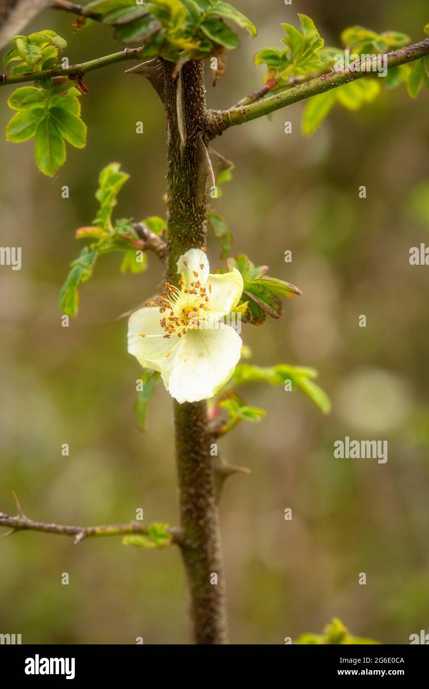 Spikey Rosa Sericea (subsp. Omeiensis) stem and bloom, natural romantic plant portrait Stock Photo