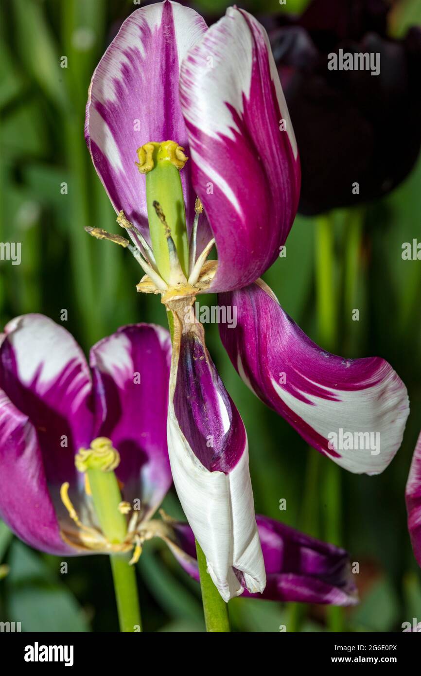 Tulip Rems Close up plant portrait of striking Tulipa 'Rems Favourite', tulip ...