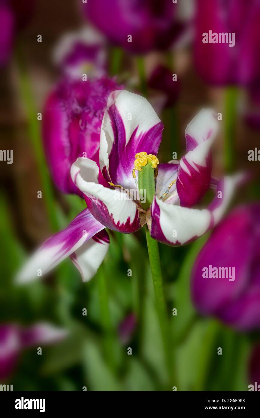 Tulip Rems Close up plant portrait of striking Tulipa 'Rems Favourite', tulip ...