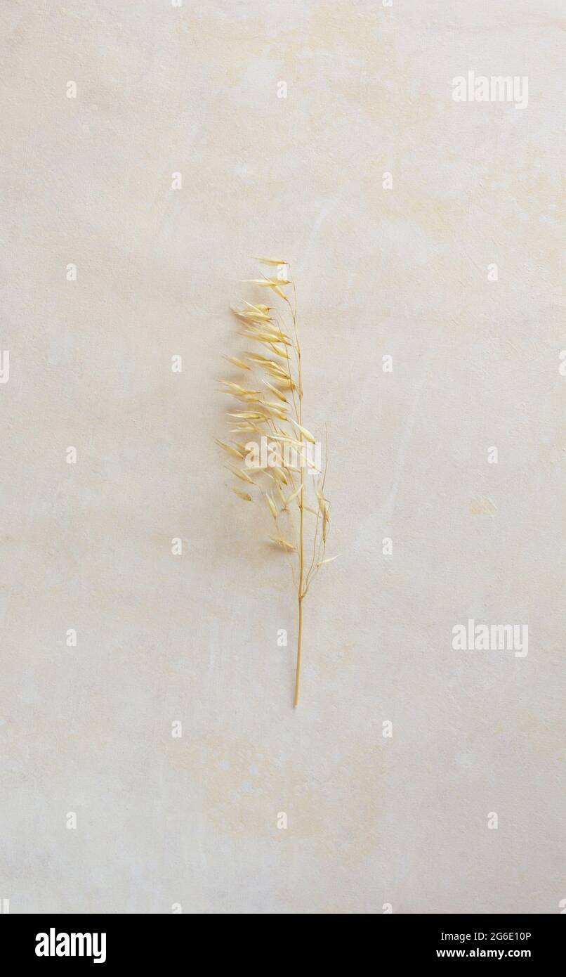dried flowers on beige background, top view. Stock Photo