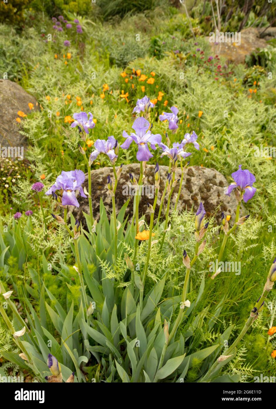 Beautiful Iris pallida var. dalmatica, Pallida orris, natural plant