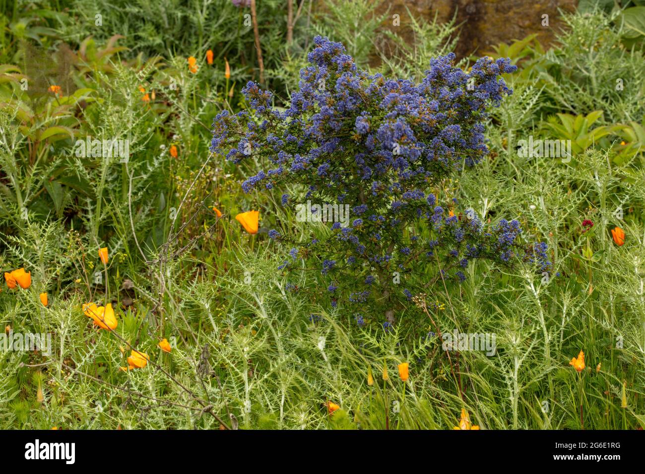 Ceanothus 'Dark Star’, Californian lilac 'Dark Star' flowering in a natural garden setting Stock Photo