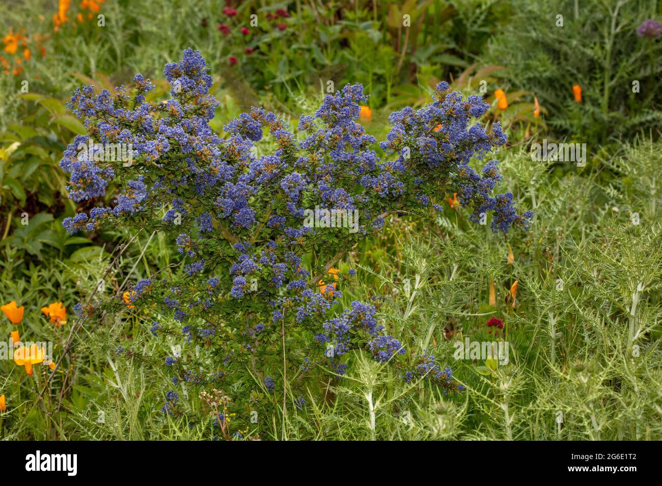 Ceanothus 'Dark Star’, Californian lilac 'Dark Star' flowering in a natural garden setting Stock Photo