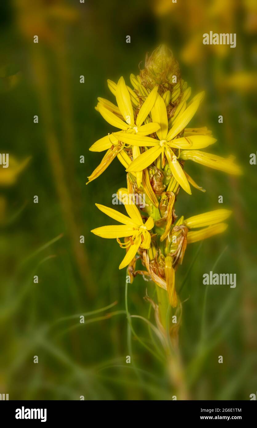 Stately Asphodeline lutea, flower of the dead, Jacob's rod, Asphodeline flava in flower, natural plant portrait Stock Photo