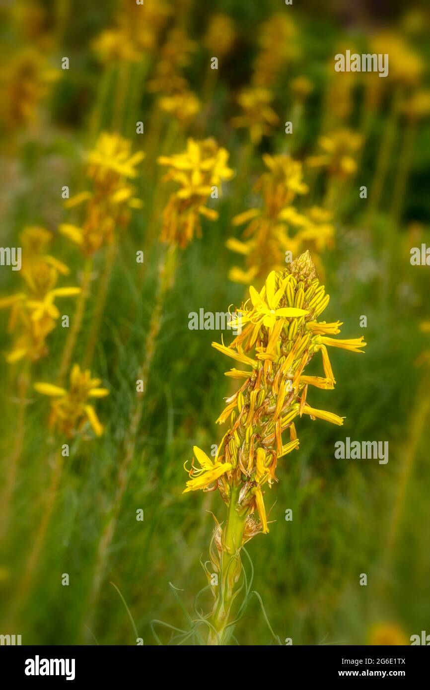 Stately Asphodeline lutea, flower of the dead, Jacob's rod, Asphodeline flava in flower, natural plant portrait Stock Photo