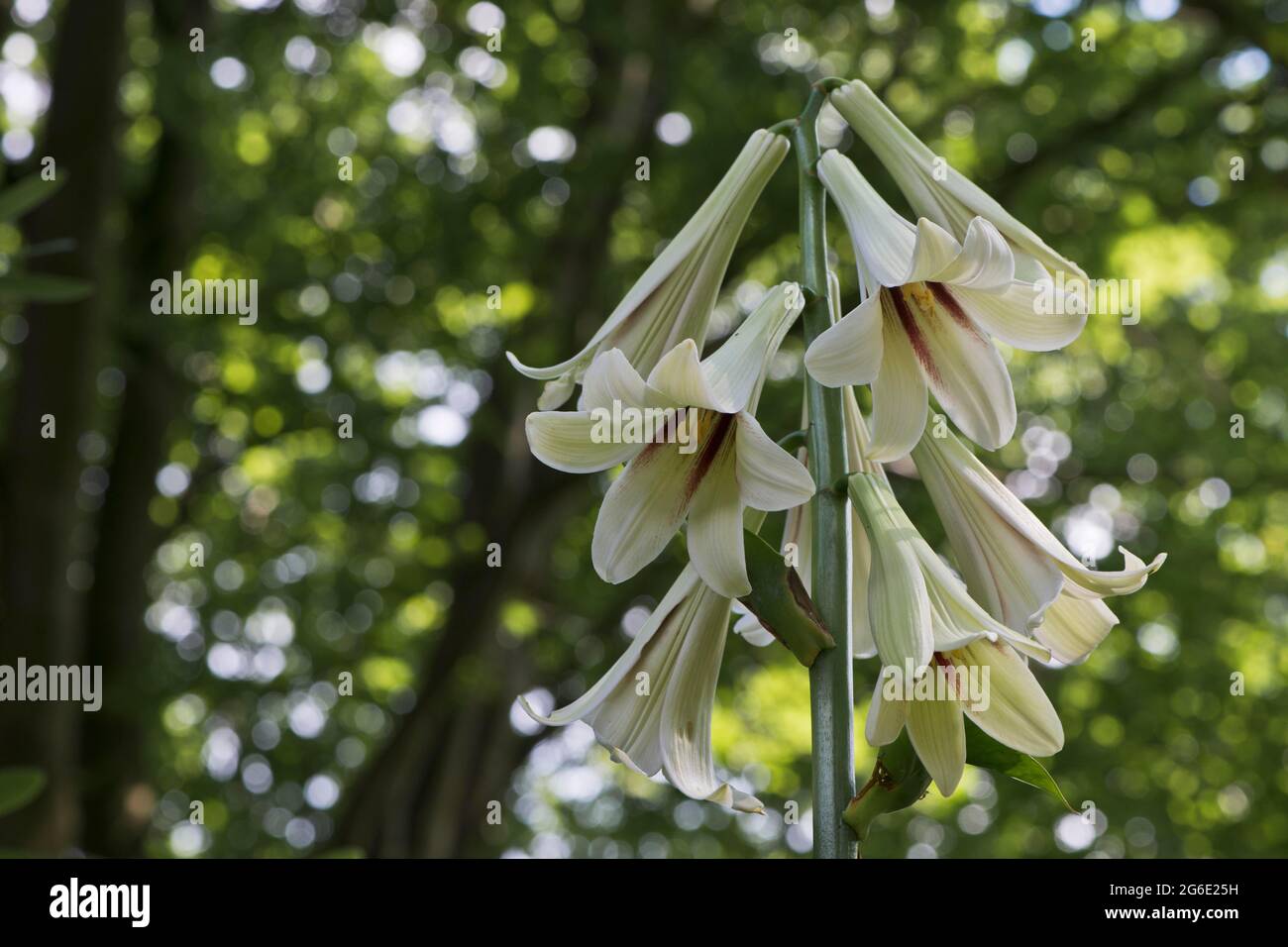 Giant Himalayan lily (Cardiocrinum giganteum), Emsland, Lower Saxony, Germany Stock Photo