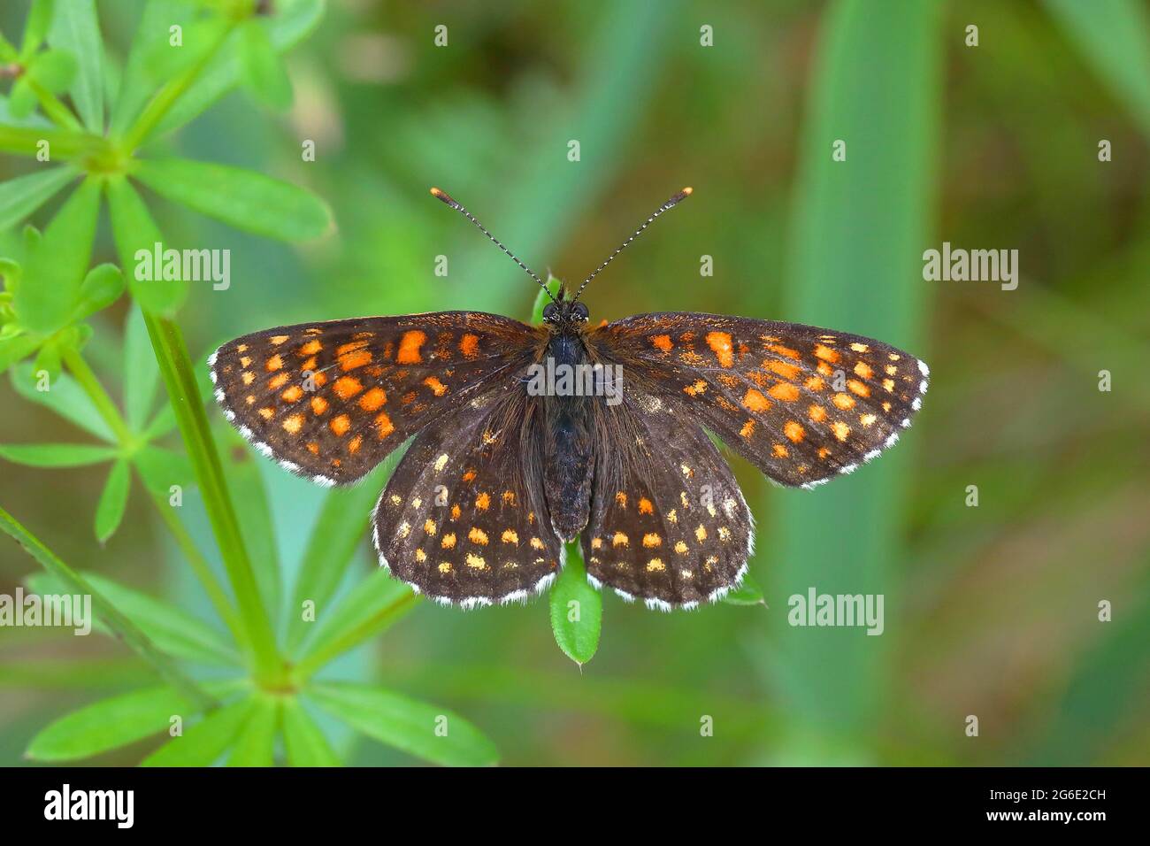 False Heath Fritillary (Melitaea diamina), butterfly, North Rhine-Westphalia, Germany Stock Photo