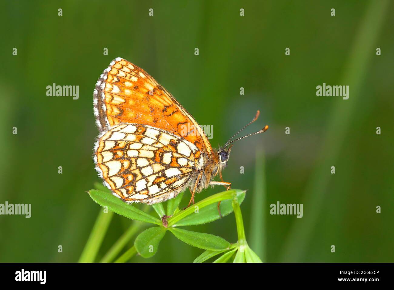 False Heath Fritillary (Melitaea diamina), butterfly underside, North Rhine-Westphalia, Germany Stock Photo
