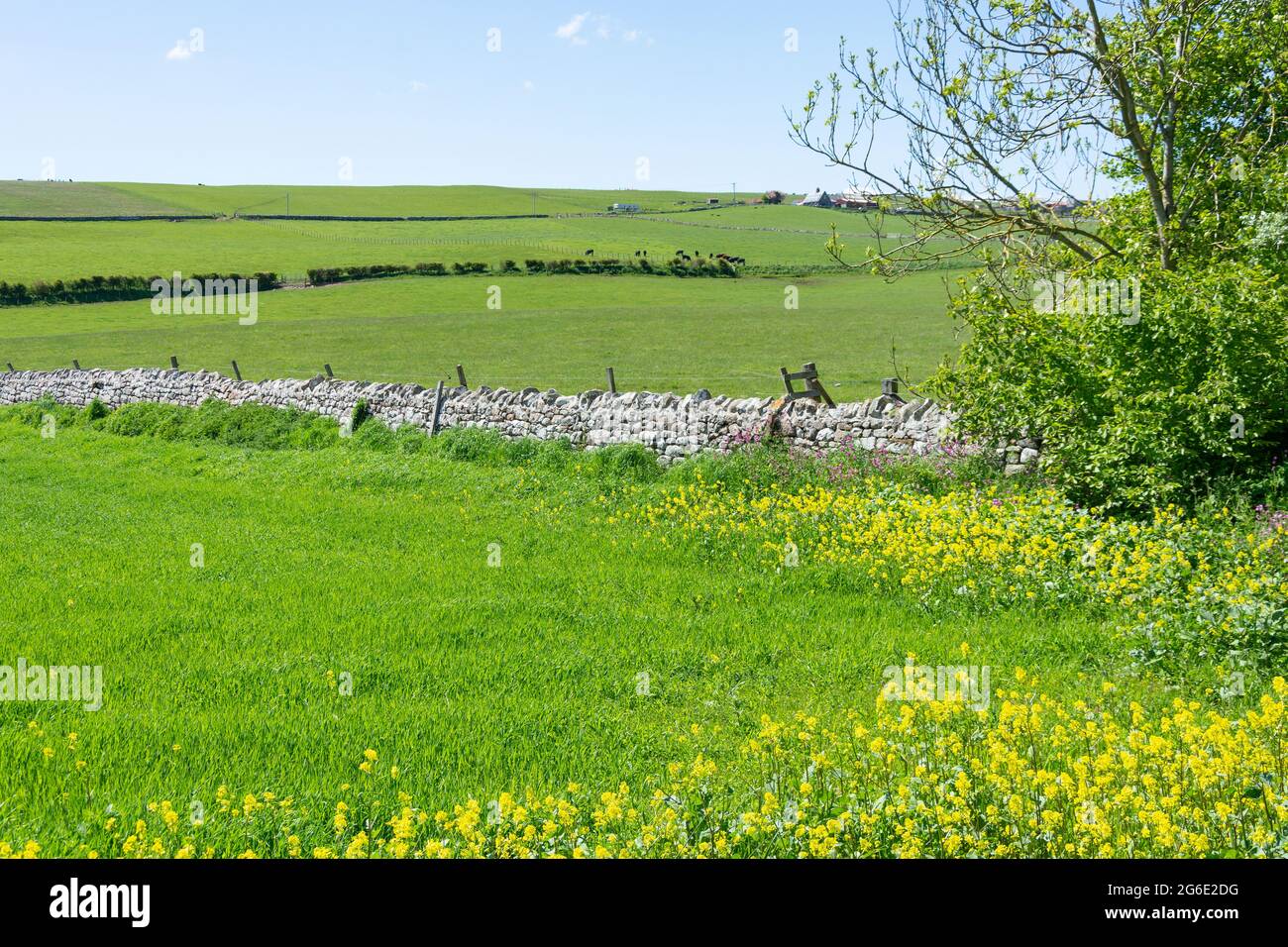 View of meadows across Scottish border at Marshall Meadows, Berwick-upon-Tweed, Northumberland, England, United Kingdom Stock Photo