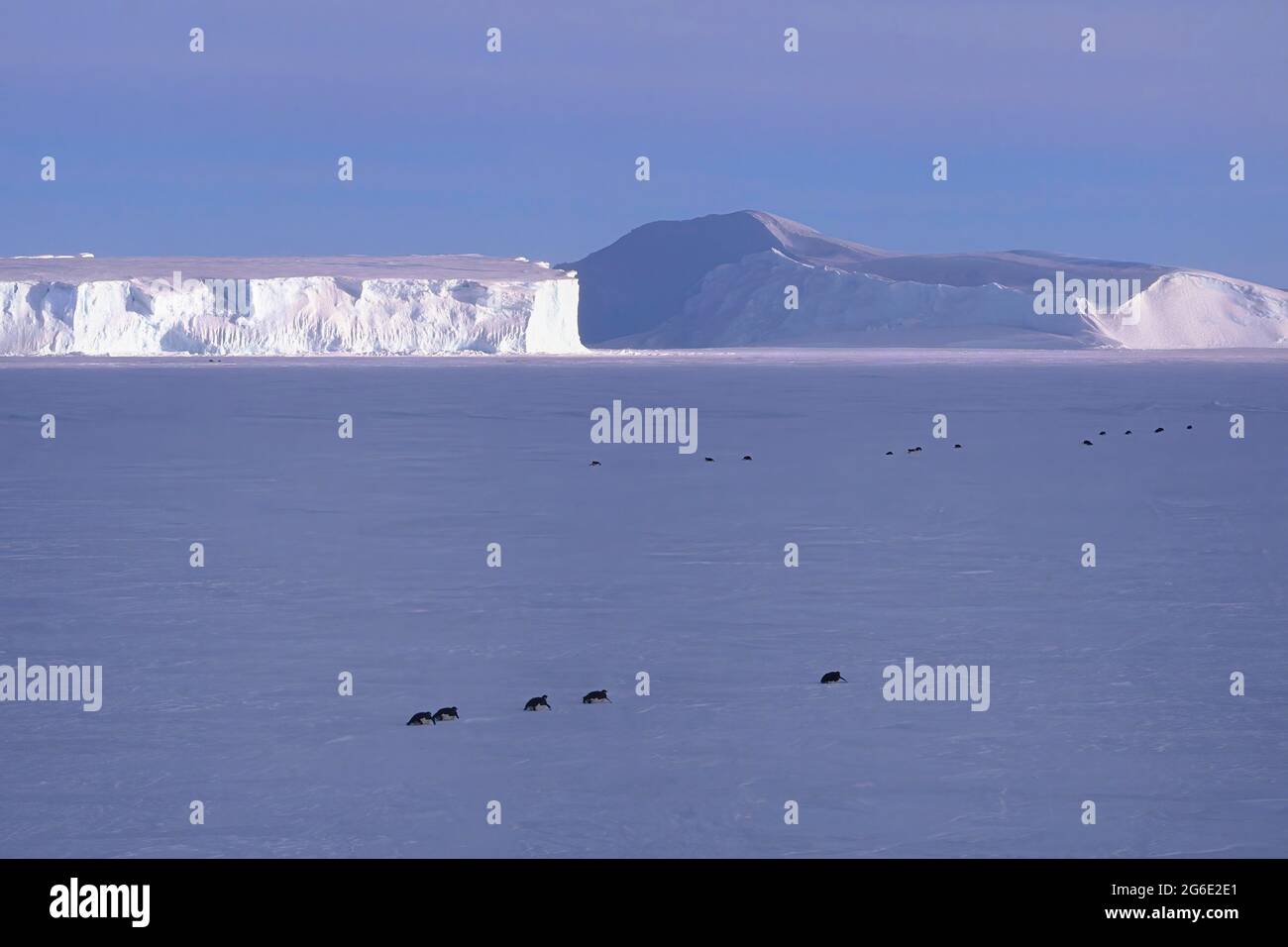 Emperor penguins crawling in front of icebergs at Riiser-Larsen Ice Shelf, Queen Maud Land Coast, Weddell Sea, Antarctica Stock Photo