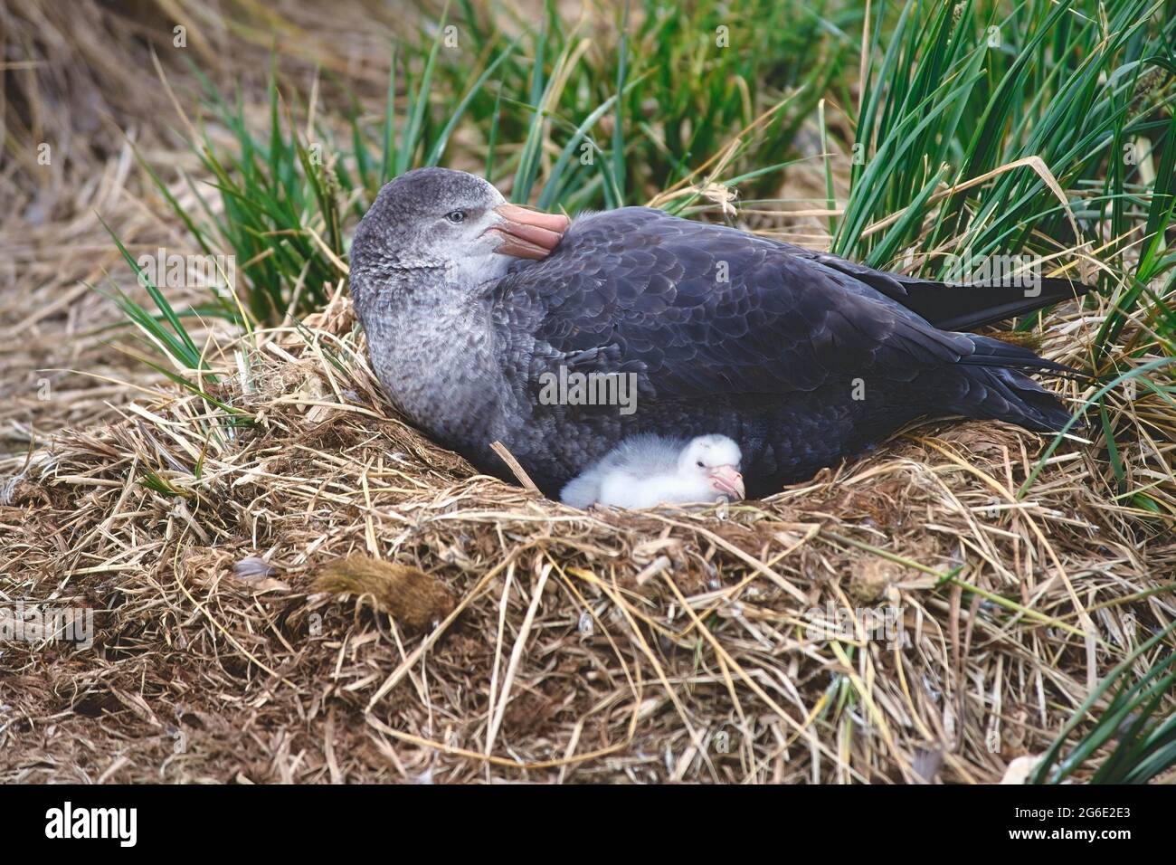 Northern giant petrel (Macronectes halli) with chick in the nest, Prion Island, South Georgia Stock Photo