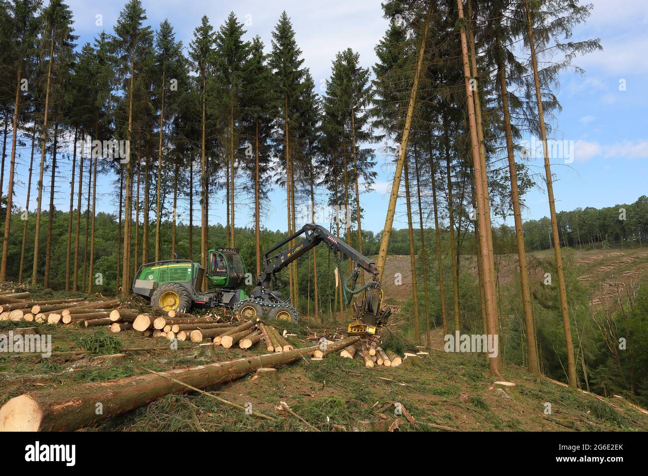Harvester harvesting spruce infested with Grained spruce bark beetle (Cryphalus abietis), Siegerland, North Rhine-Westphalia, Germany Stock Photo