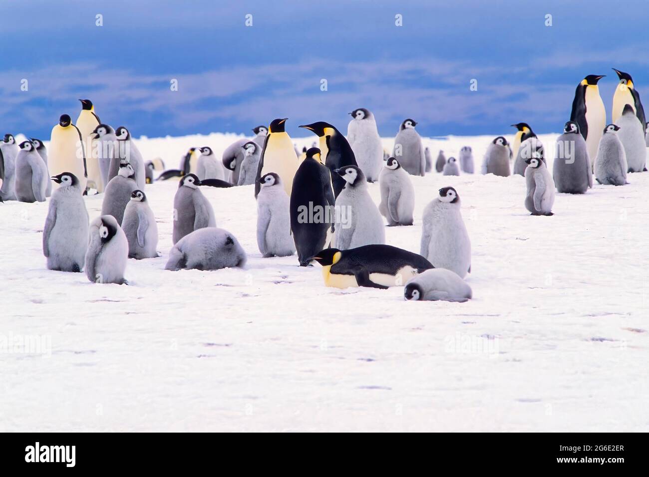 Emperor penguin (Aptenodytes forsteri) colony, Stancomb-Wills Glacier, Atka Bay, Weddell Sea, Antarctica Stock Photo