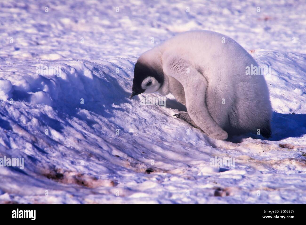 Emperor penguin (Aptenodytes forsteri) chick eating ice, Riiser-Larsen Ice Shelf, Queen Maud Land Coast, Weddell Sea, Antarctica Stock Photo