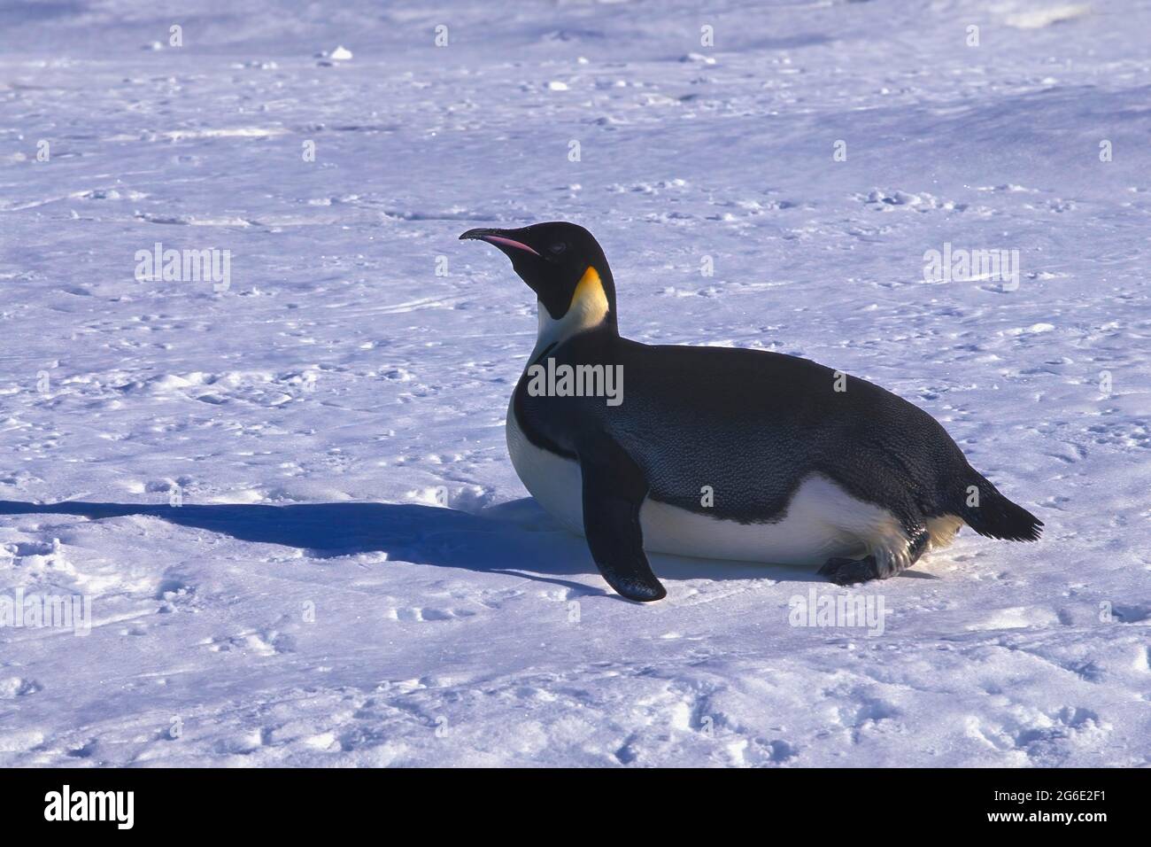 Penguin sliding on ice hi-res stock photography and images ...