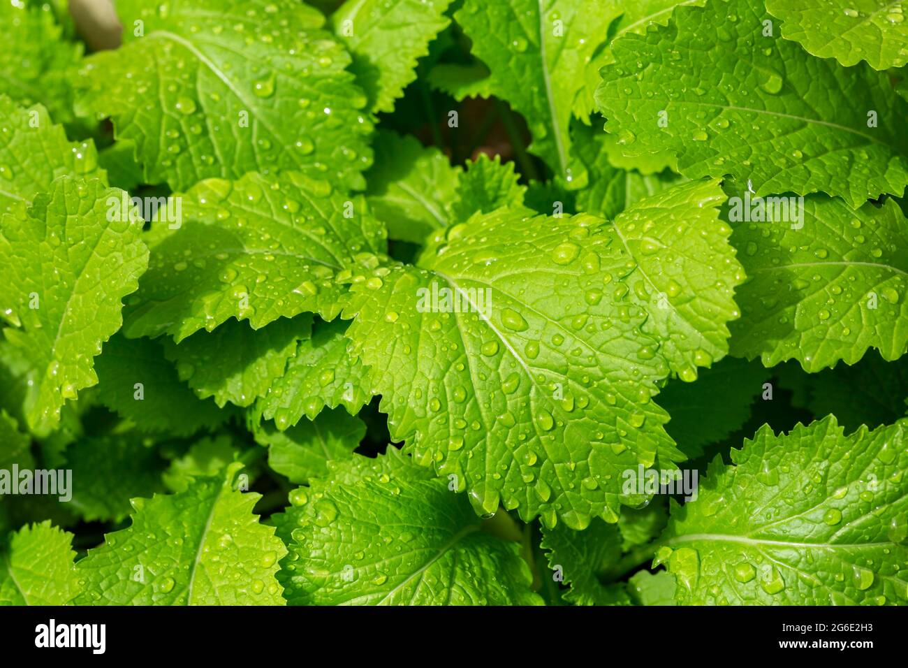 Young plants of Black Mustard (Brassica nigra Stock Photo Alamy
