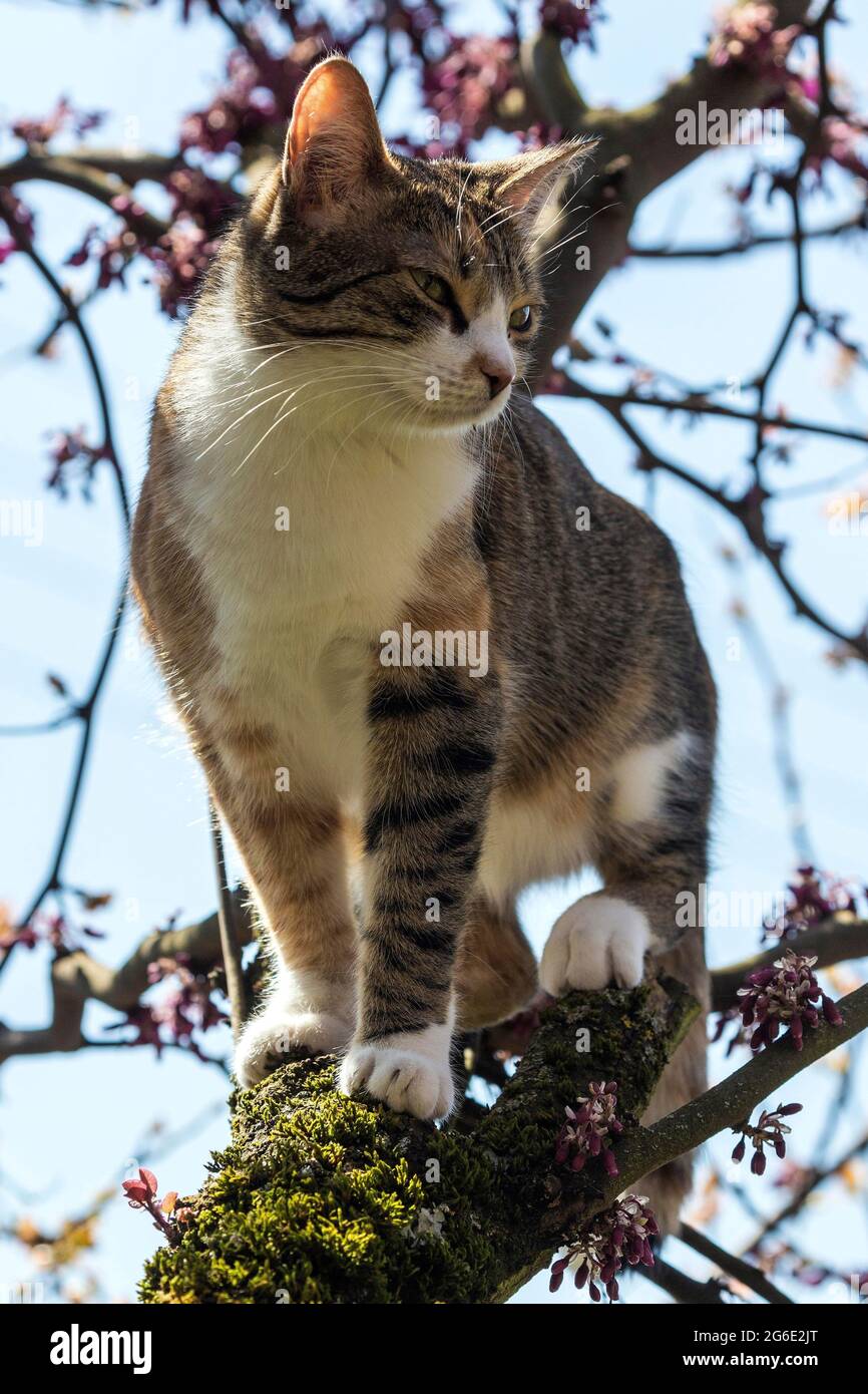 Cat (Felis catus), European shorthair, cat, tricolour, tortoiseshell cat, climbing Judas tree (Cercis siliquastrum) Judas Tree, Baden-Wuerttemberg Stock Photo