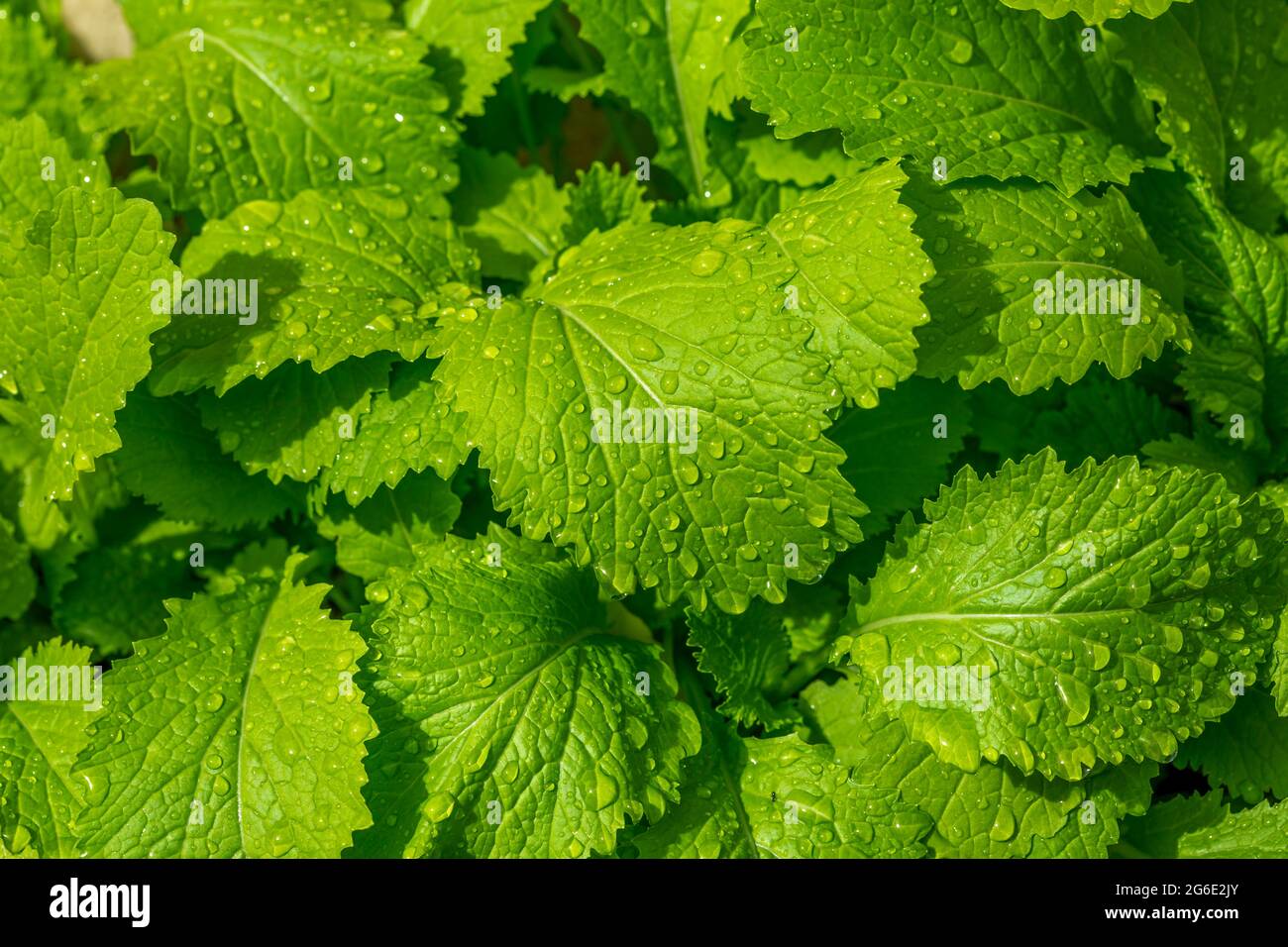 Young plants of Black Mustard (Brassica nigra Stock Photo Alamy