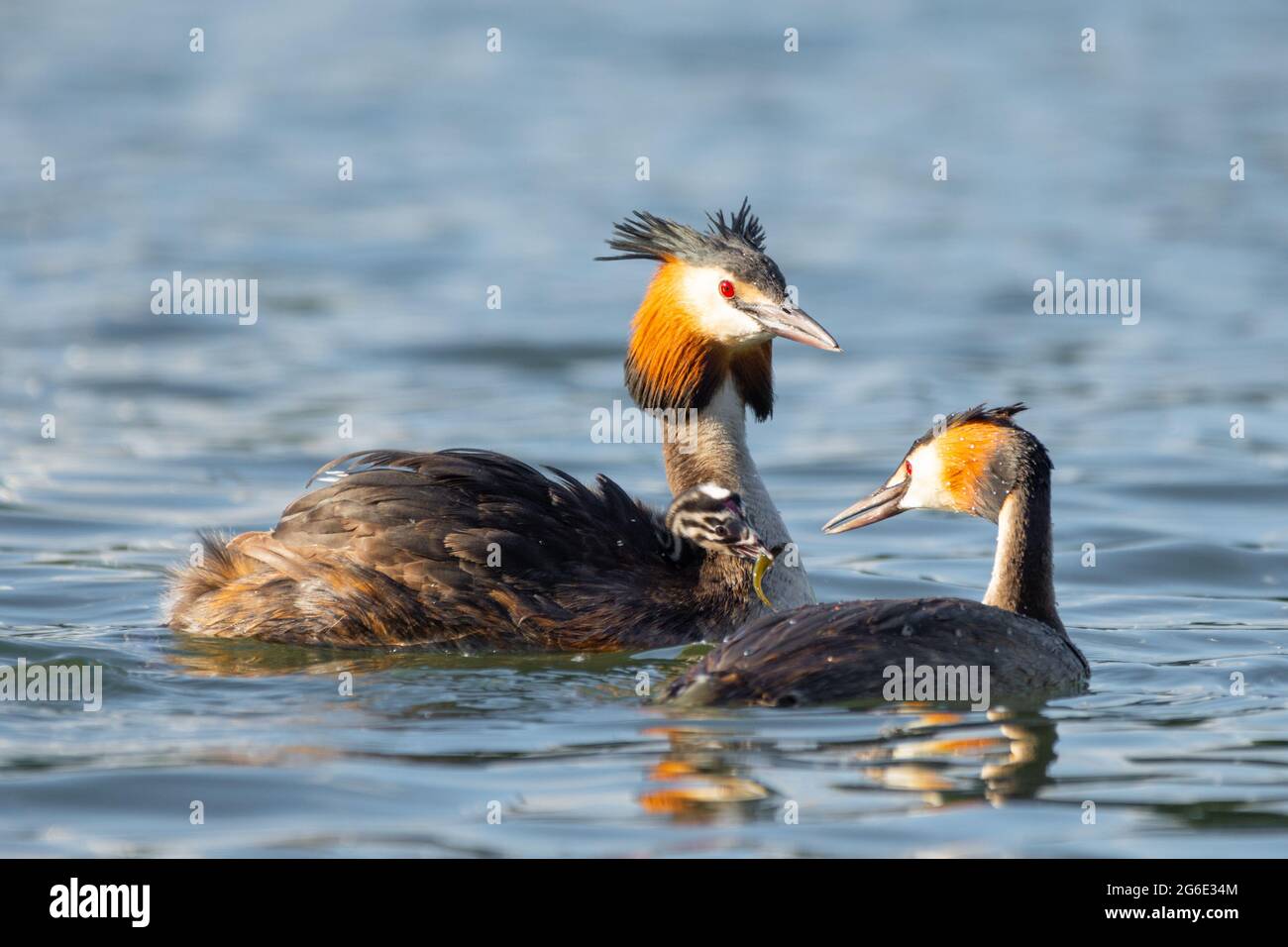 Great Crested Grebe (Podiceps Cristatus) pair. One adult feeds a fish to the chick on the other adult's back. England, UK Stock Photo