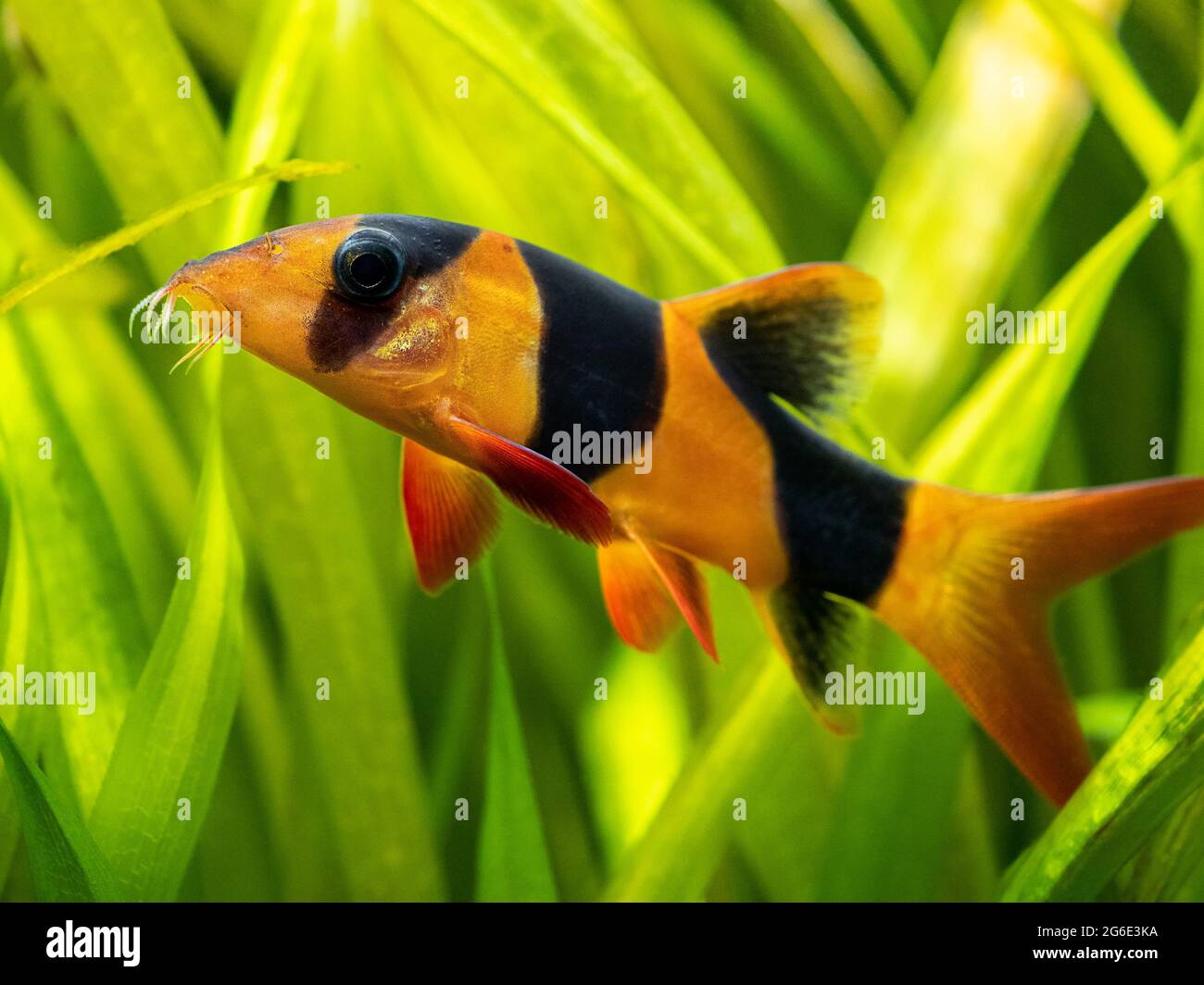 Large clown loach isolated in fish tank (Chromobotia macracanthus) with blurred background Stock Photo