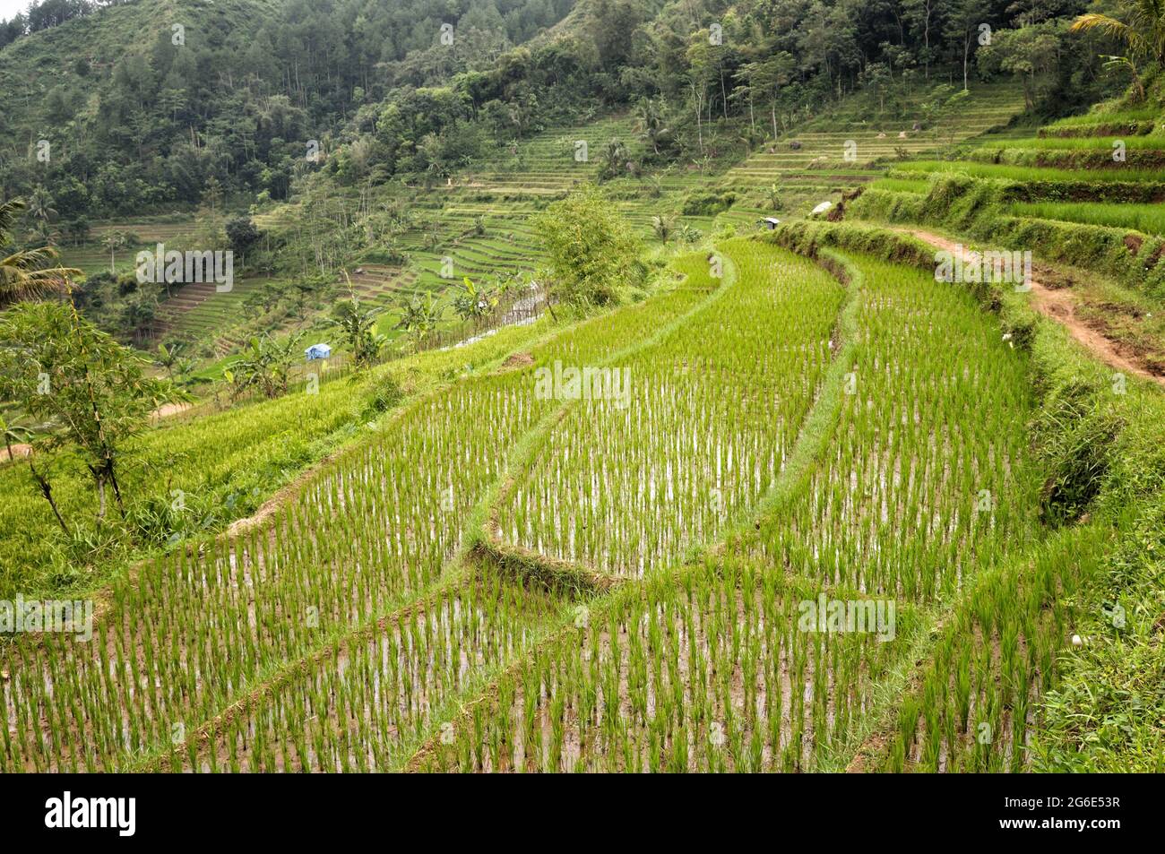 Rice terraces and forest near Magelang, Java Island, Indonesia Stock ...
