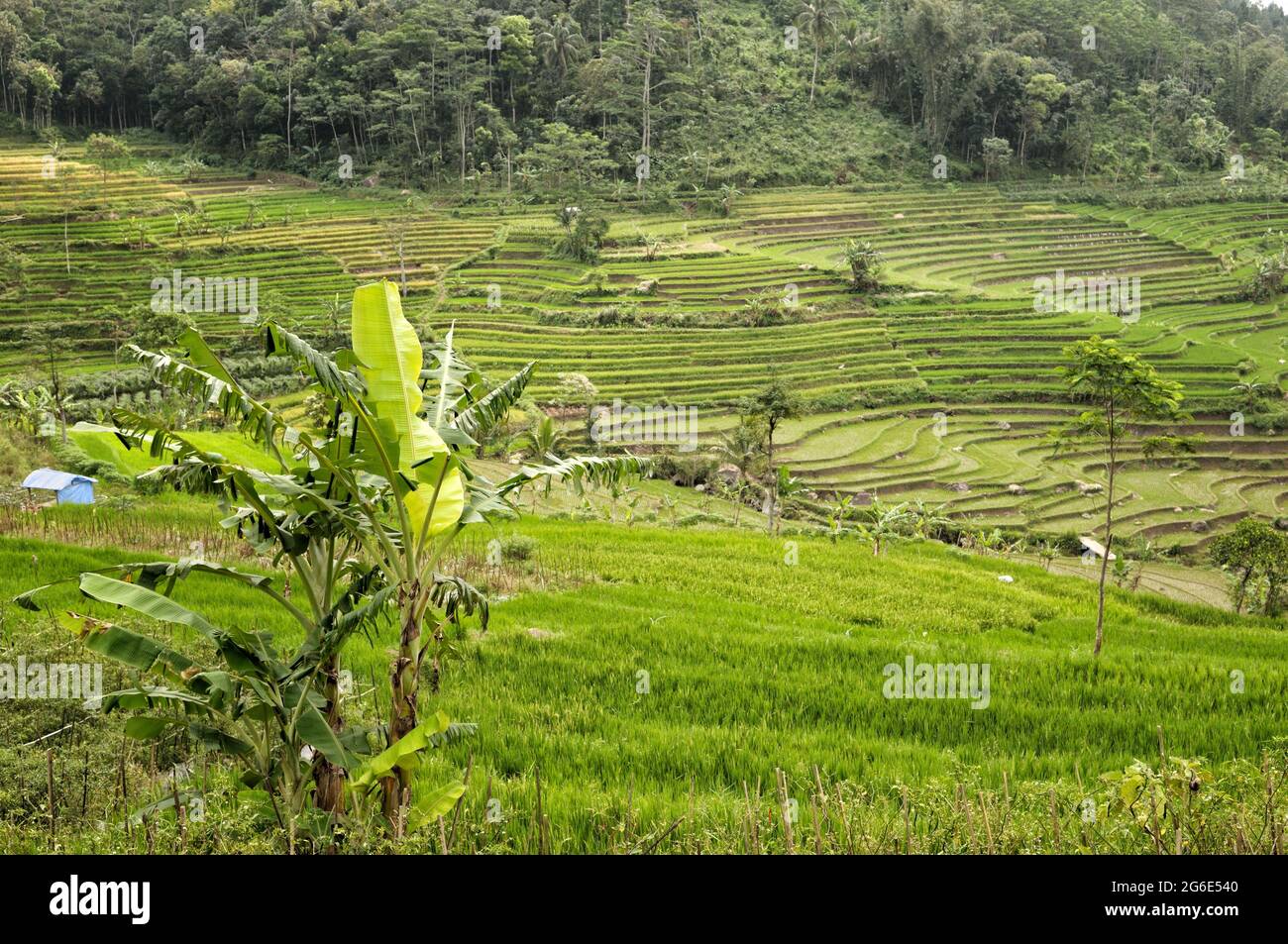 Rice fields and banana trees near Magelang, Java Island, Indonesia Stock Photo
