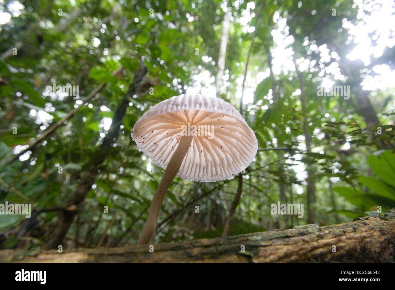 Fungi in the rainforest near the Pastasa River in the Southern Orient region of South East Ecuador. Stock Photo