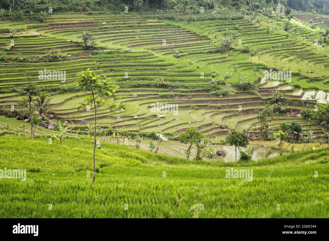 Beautiful terraced rice fields near Magelang, Java Island, Indonesia Stock Photo