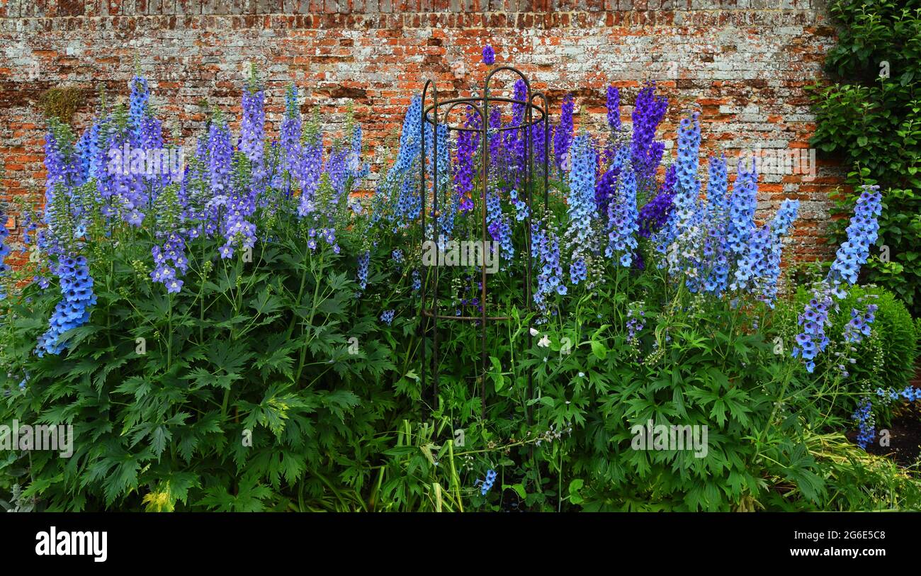 Blue Delphinium Flowers in bloom against old wall Stock Photo