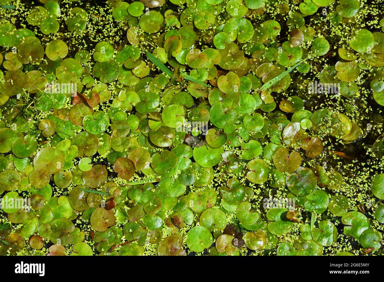 Pond weed  Floating Pennywort background Stock Photo