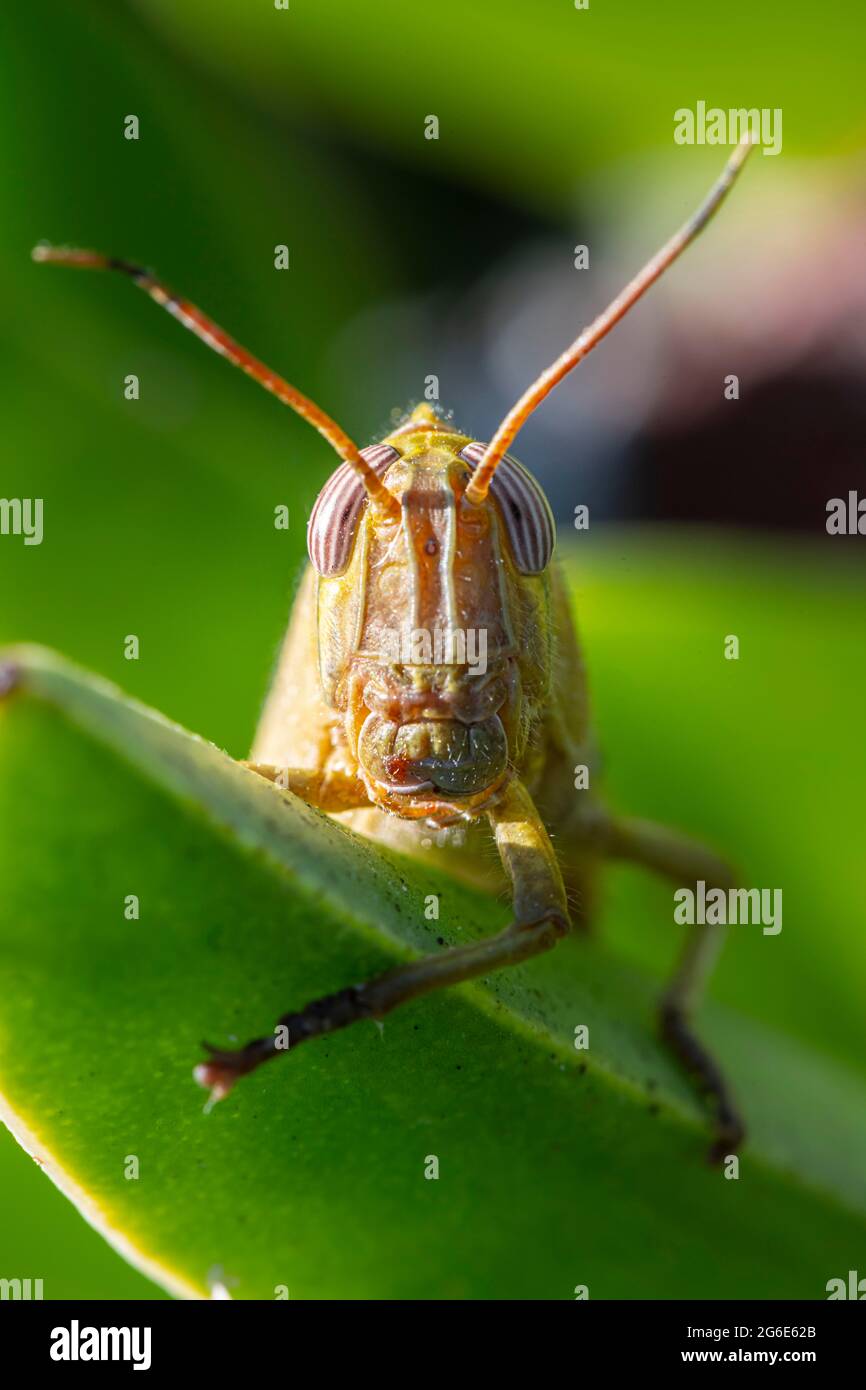 Egyptian locust (Anacridium aegyptium) on a plant, Paros, Aegean Sea, Greece Stock Photo