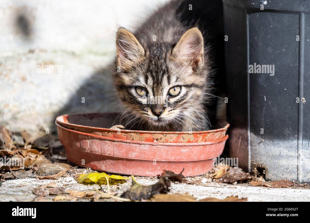 Baby cat drinking from a bowl, Paros, Cyclades, Aegean Sea, Greece Stock Photo
