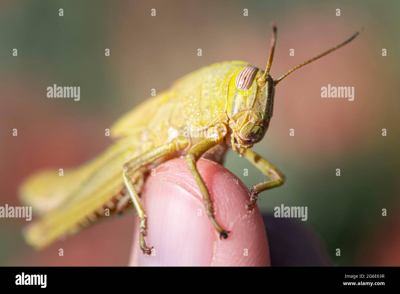 Egyptian locust (Anacridium aegyptium) sitting on a finger, Paros, Aegean Sea, Greece Stock Photo