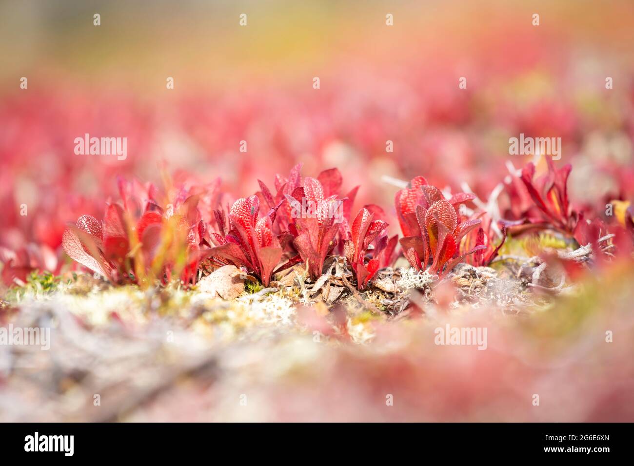 Bright red leaves of Alpine Bearberry (Arctous alpina, Arctostaphylos alpina) during  autumn foliage in Northern Finland nature Stock Photo