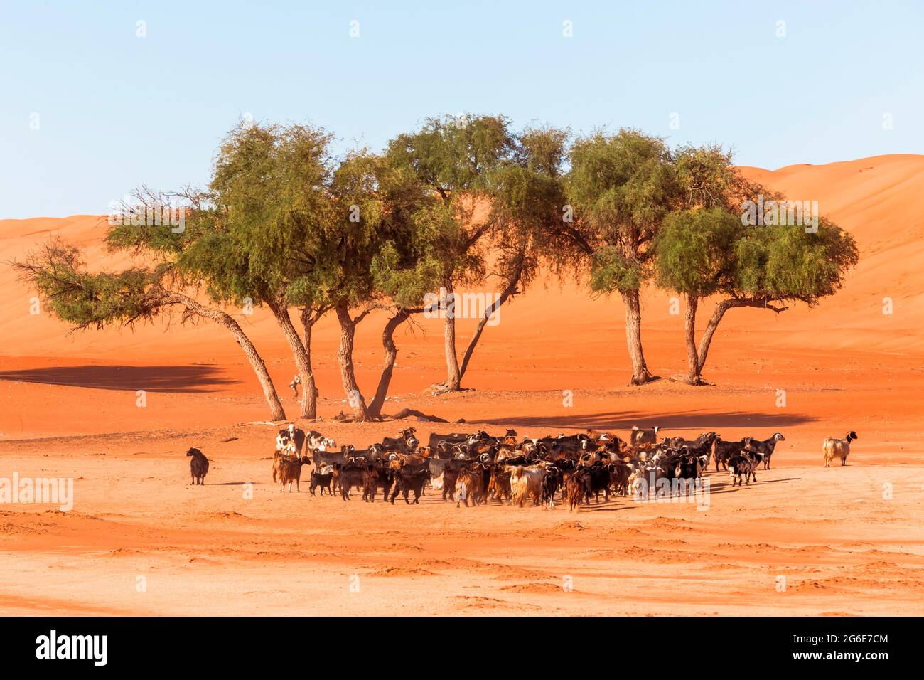 Flock of goats in the desert, Wahiba Sands, Sultanate Of Oman Stock Photo
