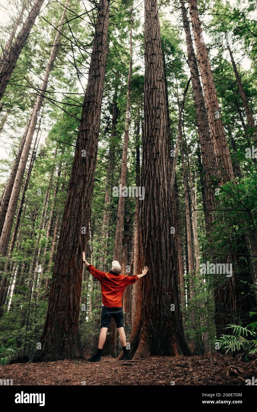 Guy standing between two trees, Redwoods Forest, Whakarewarewa, North Island, New Zealand Stock Photo