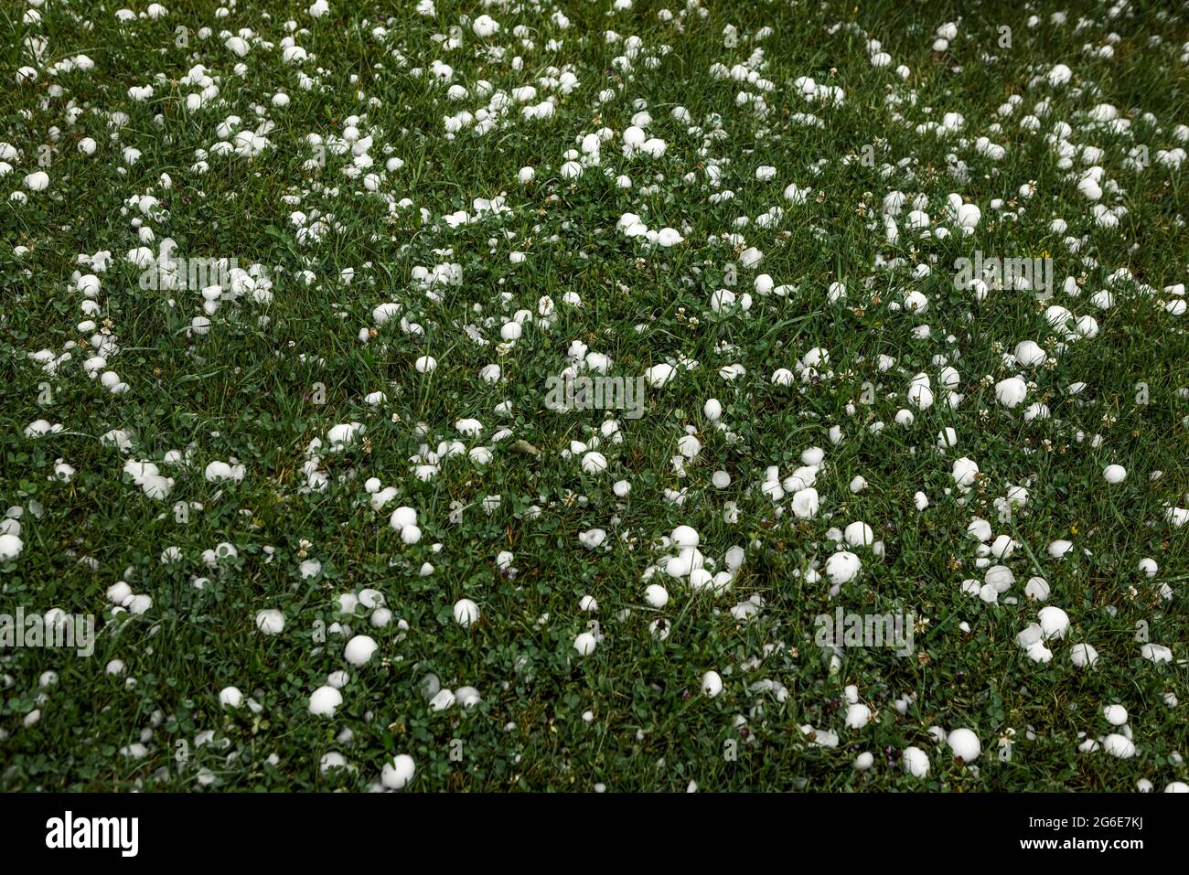 Golfball-sized hailstones in meadow, Mondsee, Upper Austria, Austria Stock Photo