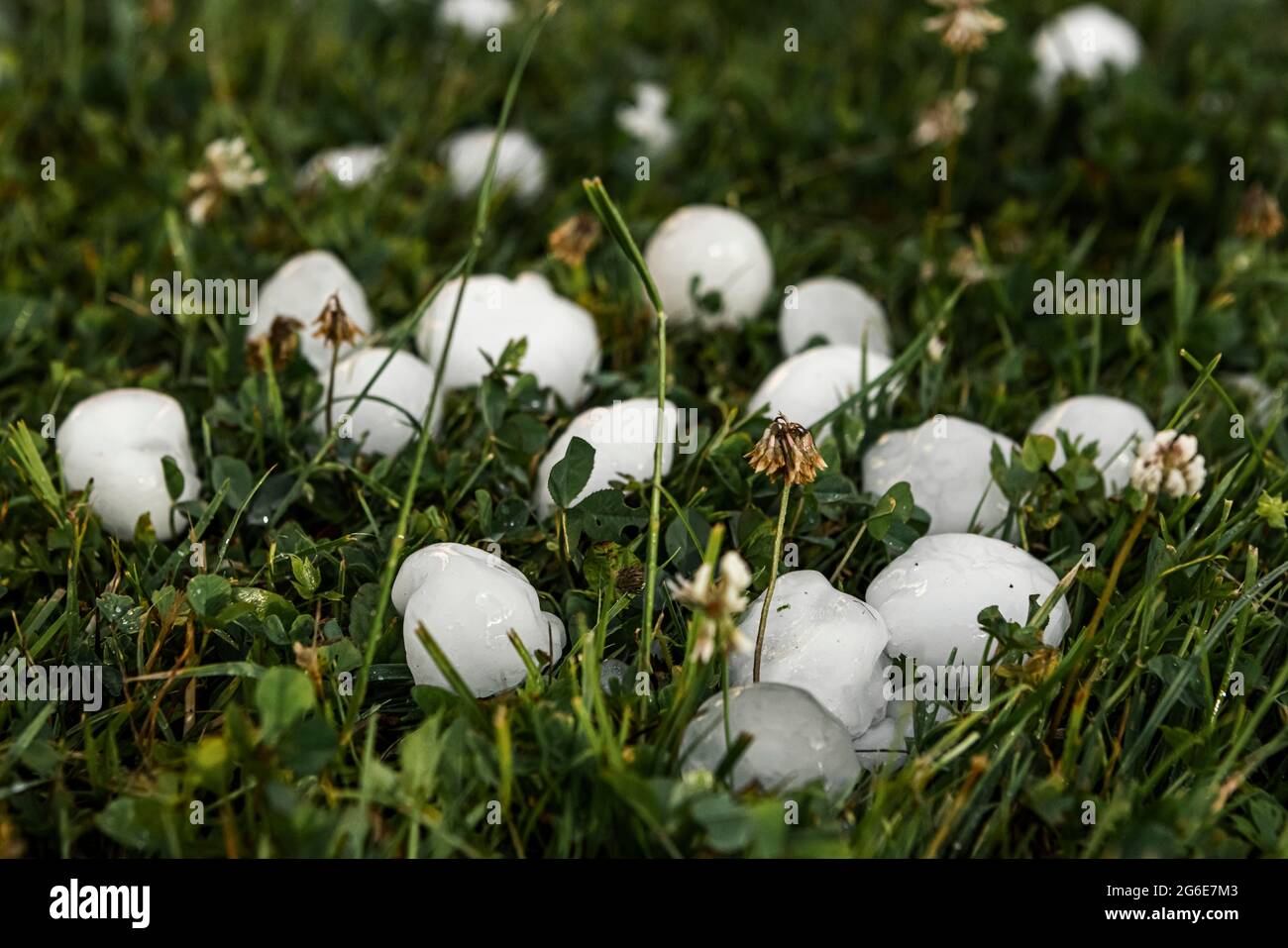 Golfball-sized hailstones in meadow, Mondsee, Upper Austria, Austria Stock Photo