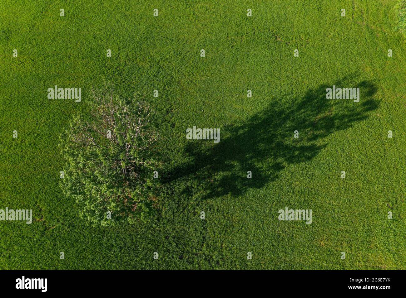 Drone image, deciduous tree in a meadow casts long shadow, Mondseeland, Salzkammergut, Upper Austria, Austria Stock Photo
