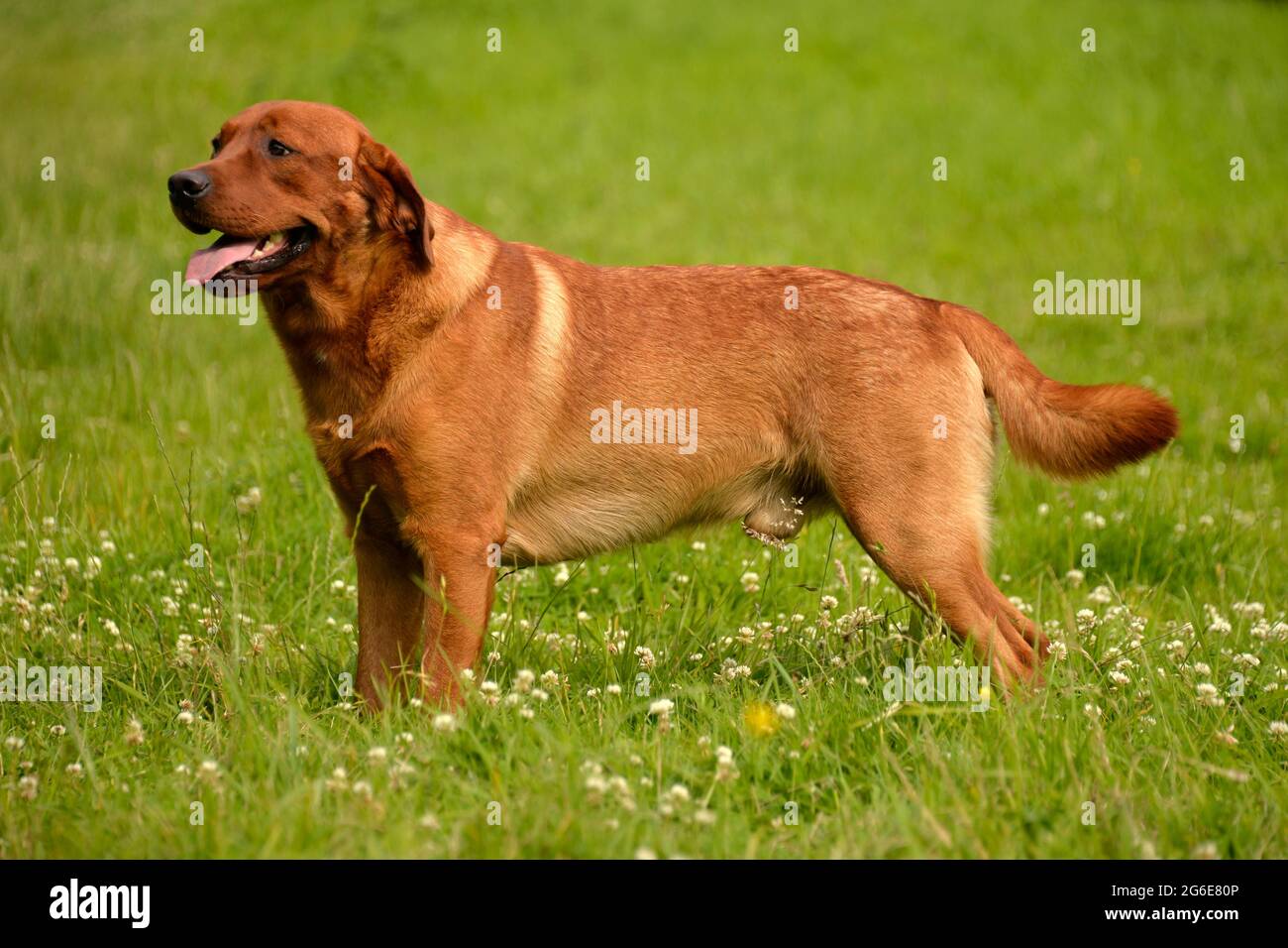 Labrador Retriever Yellow Male Adult Fox Red Stock Photo Alamy