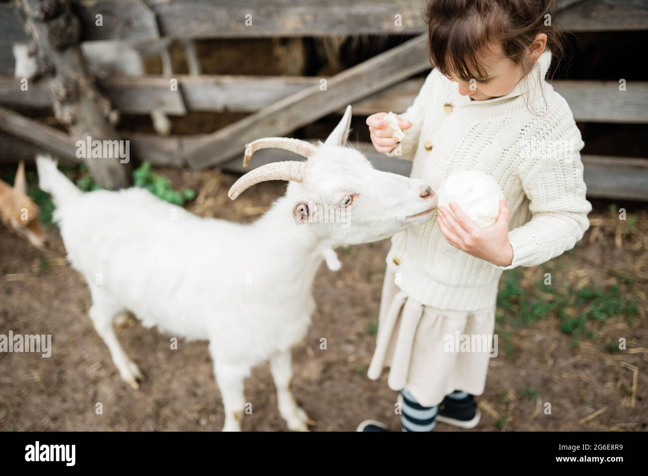 Little girl feeding goats on the farm Stock Photo - Alamy