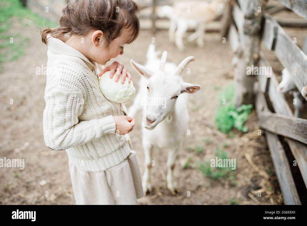 Little girl feeding goats on the farm Stock Photo - Alamy