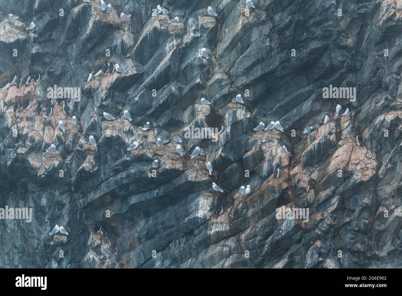Giant seabird colony on the spectacular rock formation of columnar basalt, Skala Rubini or Rubini rock, Franz Josef Land archipelago, Russia Stock Photo