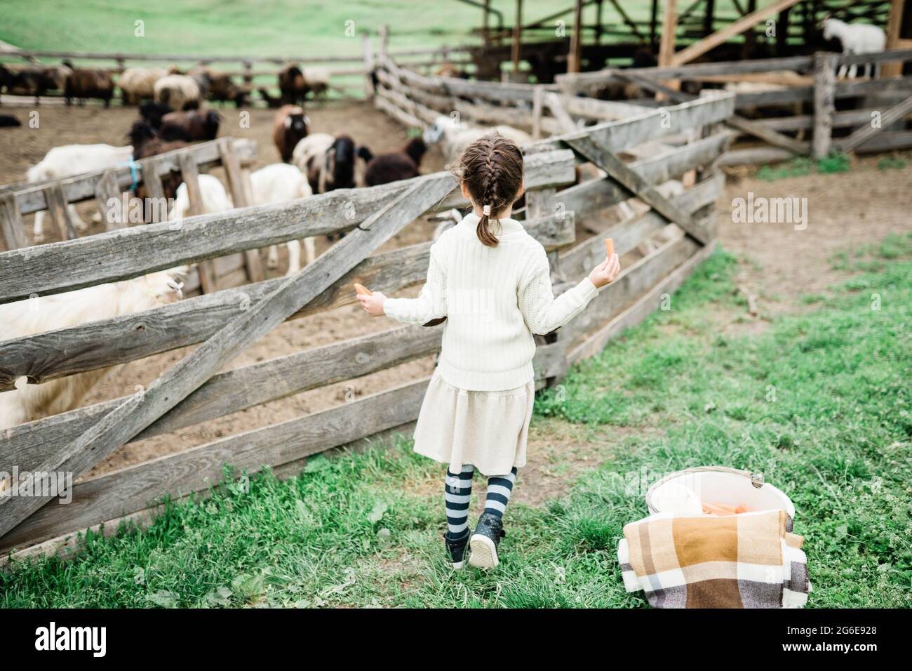 Little girl feeding goats on the farm Stock Photo - Alamy
