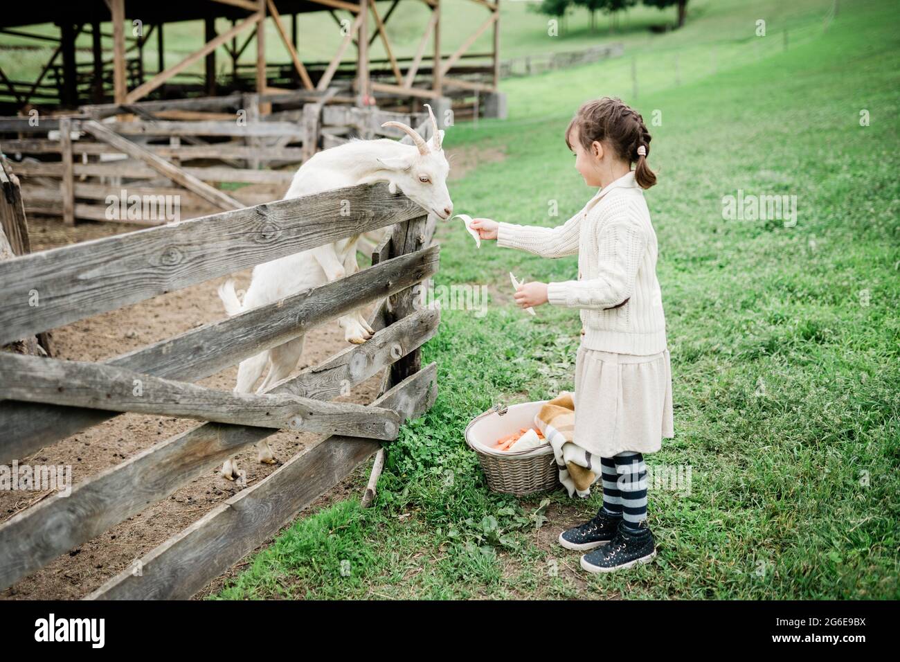 Little girl feeding goats on the farm Stock Photo - Alamy