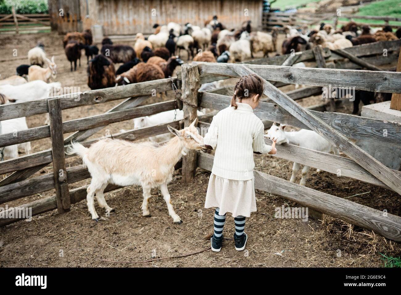 Little girl feeding goats on the farm Stock Photo - Alamy