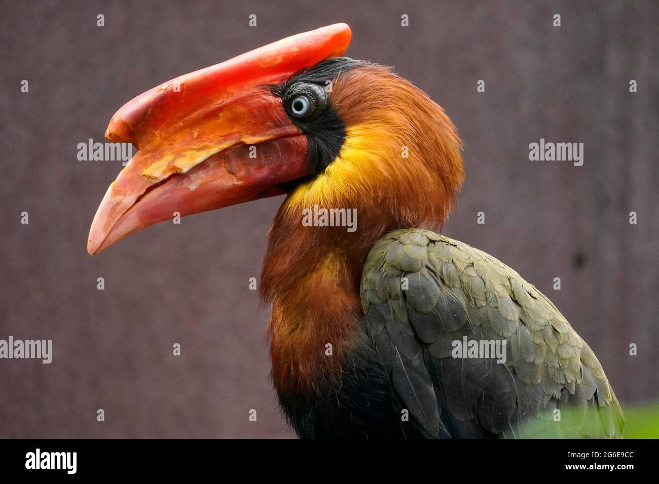 Rufous hornbill (Buceros hydrocorax), animal portrait, captive, Germany Stock Photo