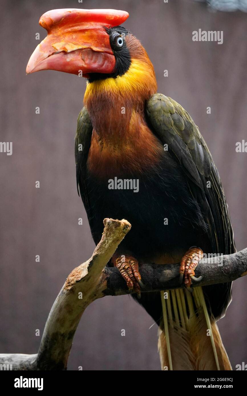 Rufous hornbill (Buceros hydrocorax), animal portrait, captive, Germany Stock Photo