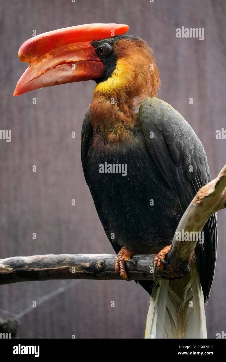 Rufous hornbill (Buceros hydrocorax), animal portrait, captive, Germany Stock Photo